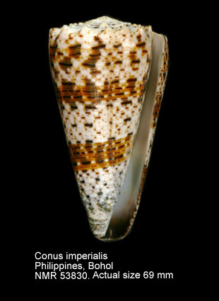 Conus imperialis.jpg - Conus imperialisLinnaeus,1758